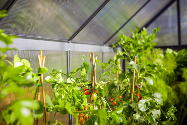 Breeze Polycarbonate Greenhouse – Three sizes available